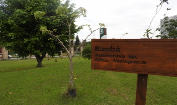 Pé de Baobá- Projeto Aflora - Esag Sr.