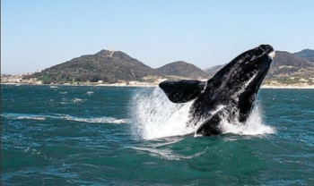 Observação de baleias francas é uma das atividades que movimentam o turismo em SC